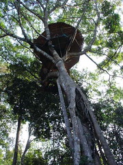 Treehouse 2