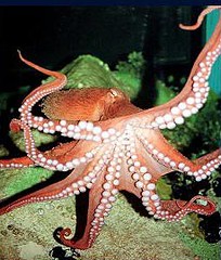 Octopus-dolfleini