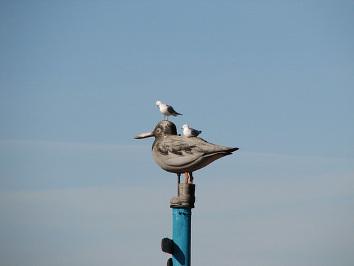 Seagulls at Hietaniemi Beach, Helsinki