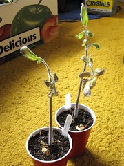 Sad Looking Tomato Seedlings (Before Cutting)
