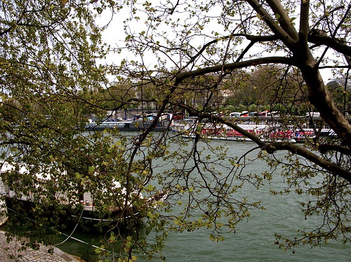 seine between the trees