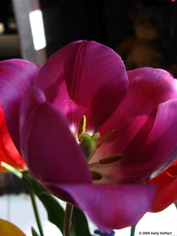 IMG_2538 - Purple Tulip