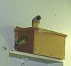 The Gouldian finches are starting to nest