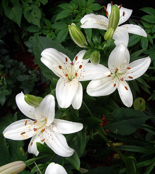 Lovely Oriental Lilies with a gorgeous scent