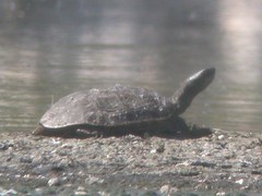 Turtle, Montenegro ETAR Waterworks (Portugal), 15-Apr-06