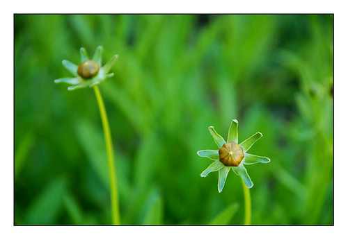 flower or grass