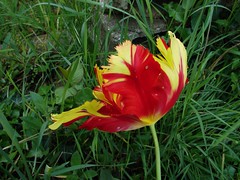 Ma tulipe