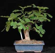 ficus-carica-bonsai