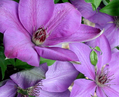 Clematis on the mailbox