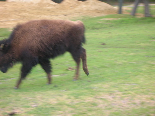 bison reenacting u2 video
