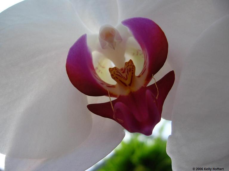 IMG_2733 - White-Purple Orchid