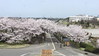 Cherry Blossoms in Hokuriku