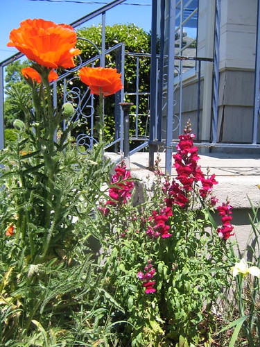 Poppies and Snapdragons