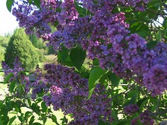 Lilacs
