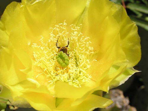 opuntia cactus flower with bee
