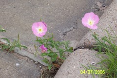 bloomin' in pavement