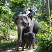 Elephant trekking front