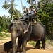 Elephant trekking side