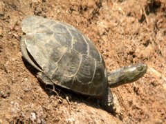 Turtle sp., Ludo Farm (Portugal), 1-May-06