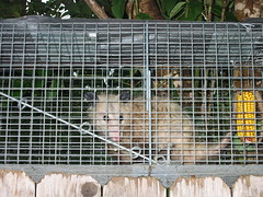 Captured possum