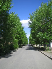 Mongolian summer