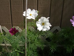 cosmos and dill