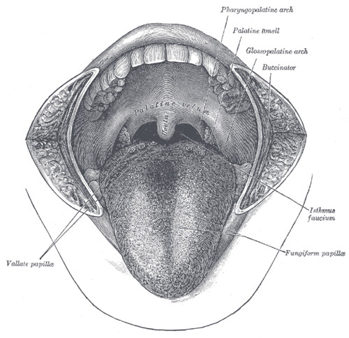 Oral cavity - Grays Anatomy