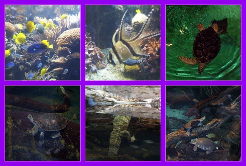Day at the Aquarium