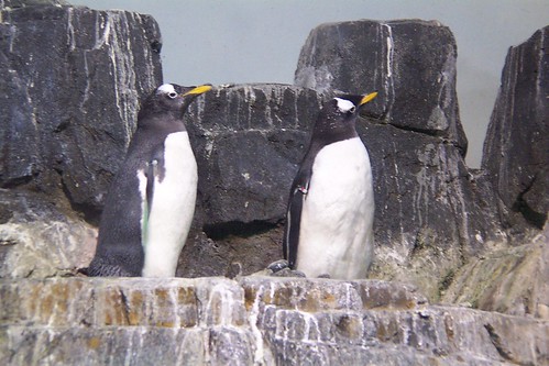 Kodak Penguins