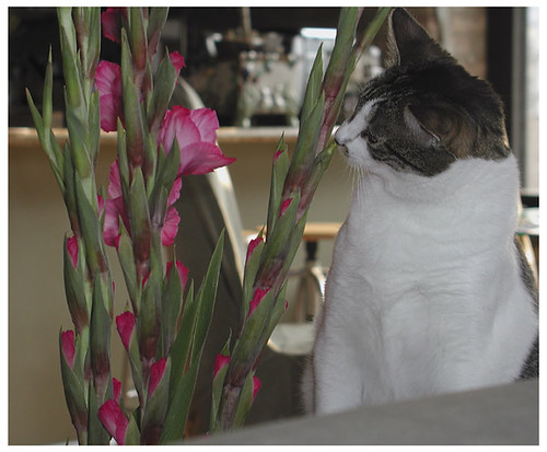 Cleo smells flowers