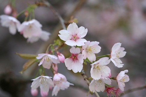 cherry-blossom, Ueno