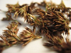 Found Ornamental Grass Seeds