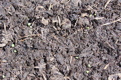 Tiny basil seedlings...