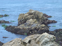 Restless Sea - Rocks