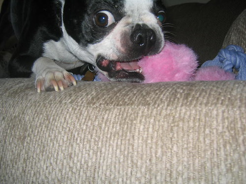 This toy may be pink but I am tough!!!