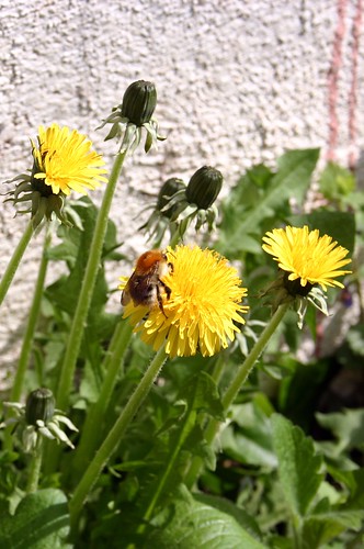 Dandelion with bumble bee
