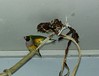 Bird porn: Gouldian finches mating
