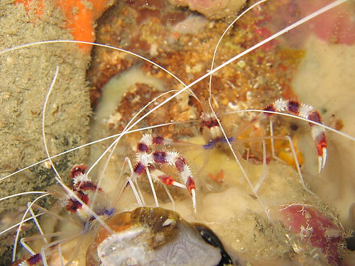 Banded Boxer Shrimp (Stenopus Hispidus)