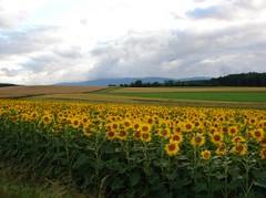 479188_field_of_sunflowers