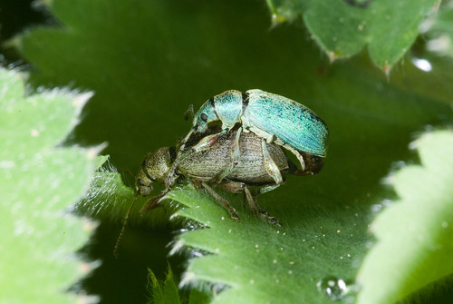 The Weevil with Two Backs