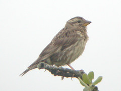 Rock Sparrow, E of Mourão (Spain), 23-Apr-06