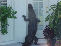 Gator Ringing Doorbell