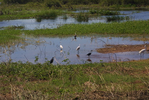 Egrets at Foog Dam