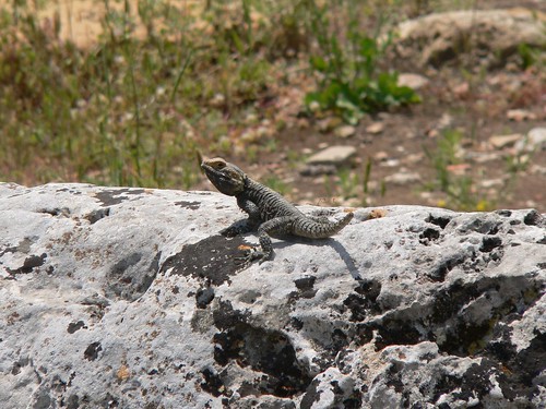 Gecko in Perge