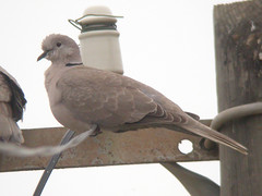 Collared Dove, Ponta da Areia (Portugal), 26-Apr-06
