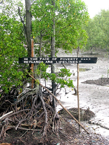 Tjg Piai Wetlands Quote 002