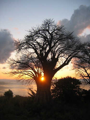baobab sunrise