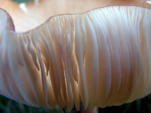 Mushroom, up close and personal....