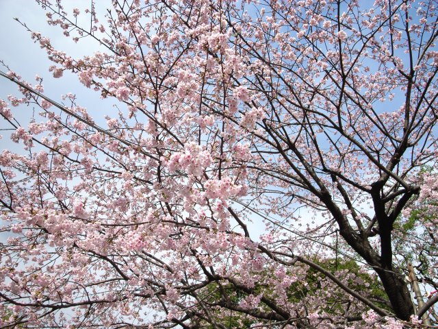 桜（cherry blossoms）
