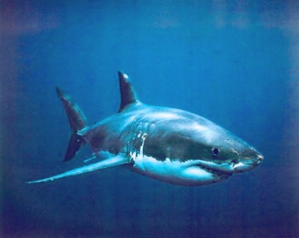 Dogfish Shark picture 2